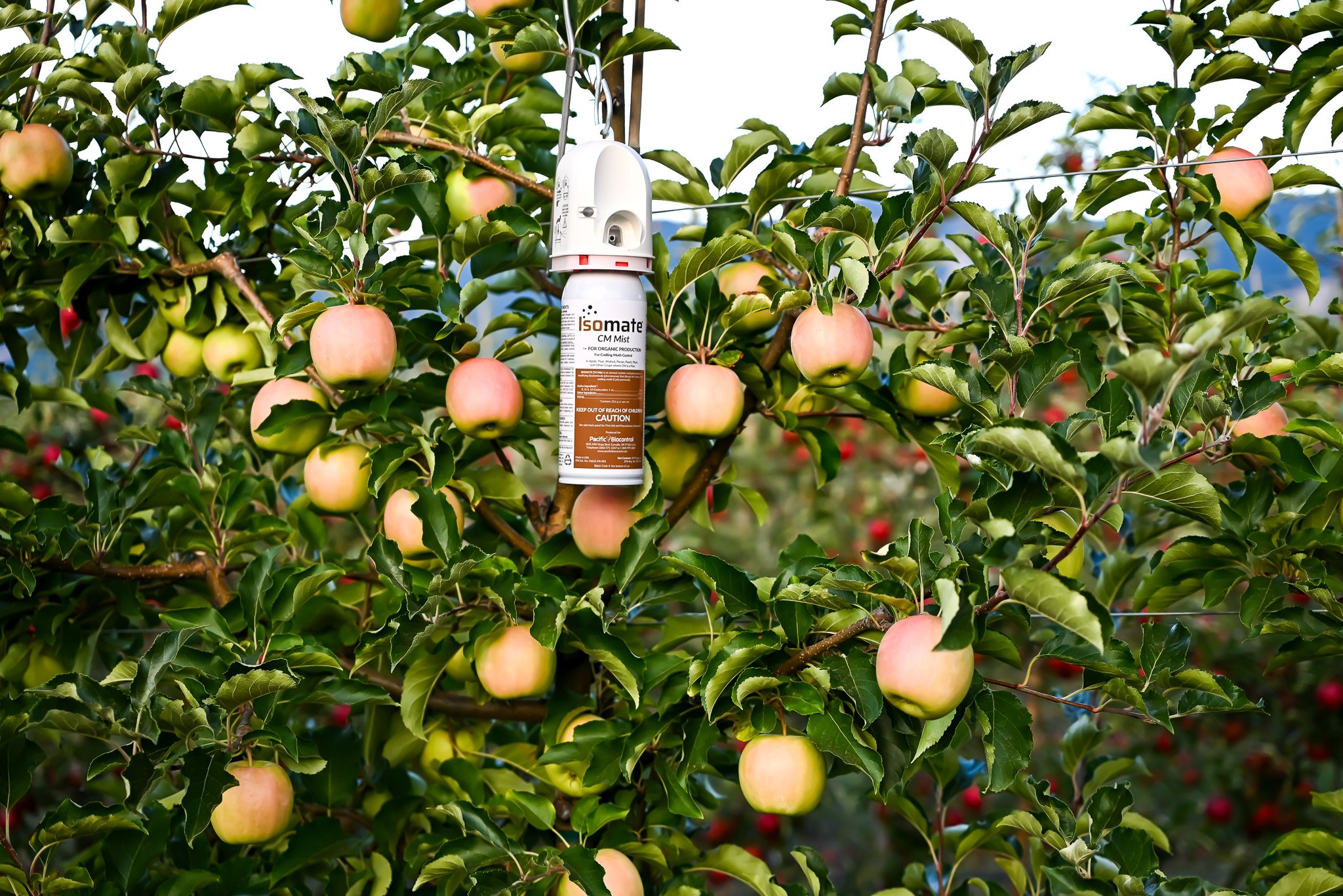 CM Mist Blush Apples Trellis 1.jpg