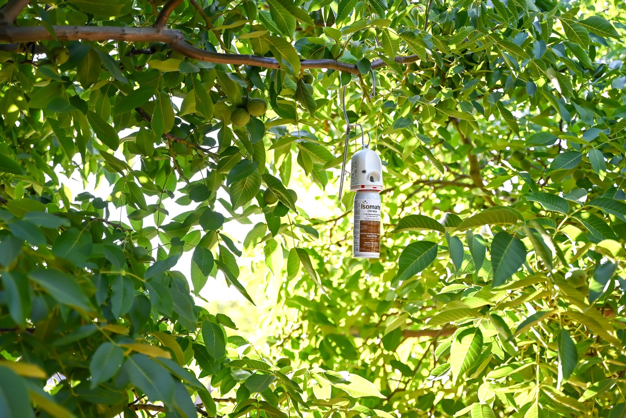 CM Mist Walnut Small.jpg