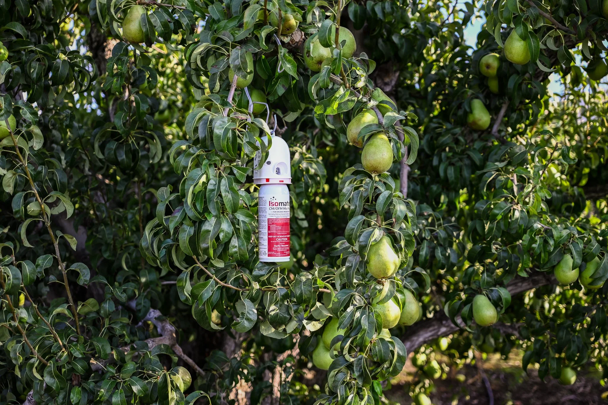 CM OFM Mist Green Pears 15.jpg
