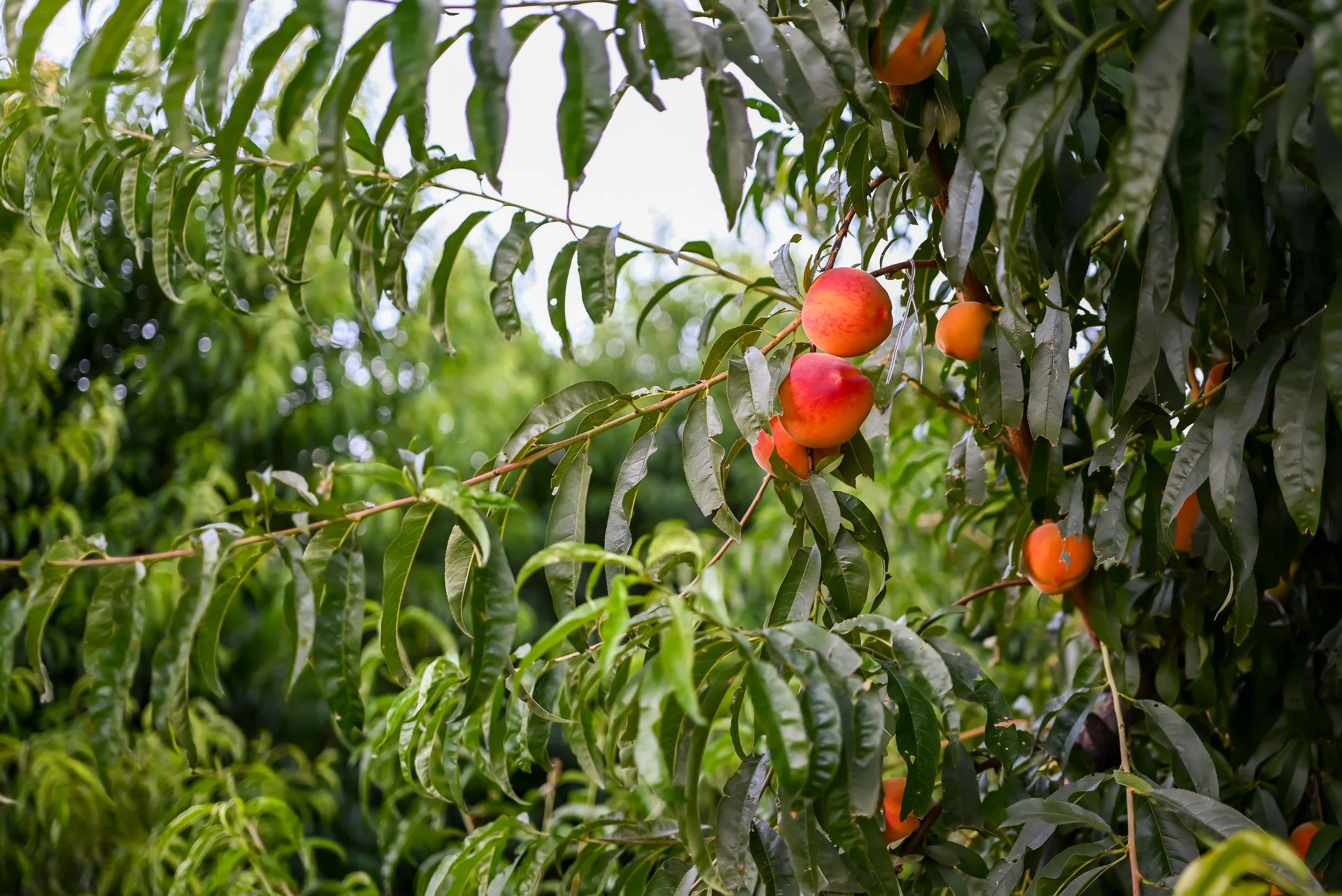 P in peaches 1.jpg