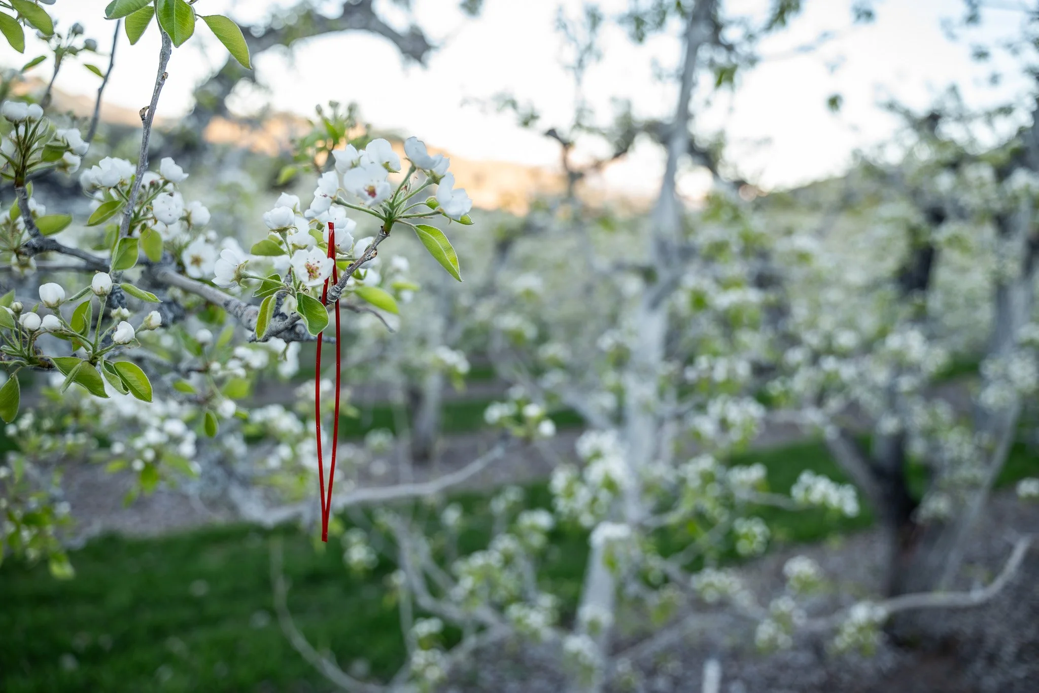 An Isomate passive dispenser hangingin a blooming pear tree.