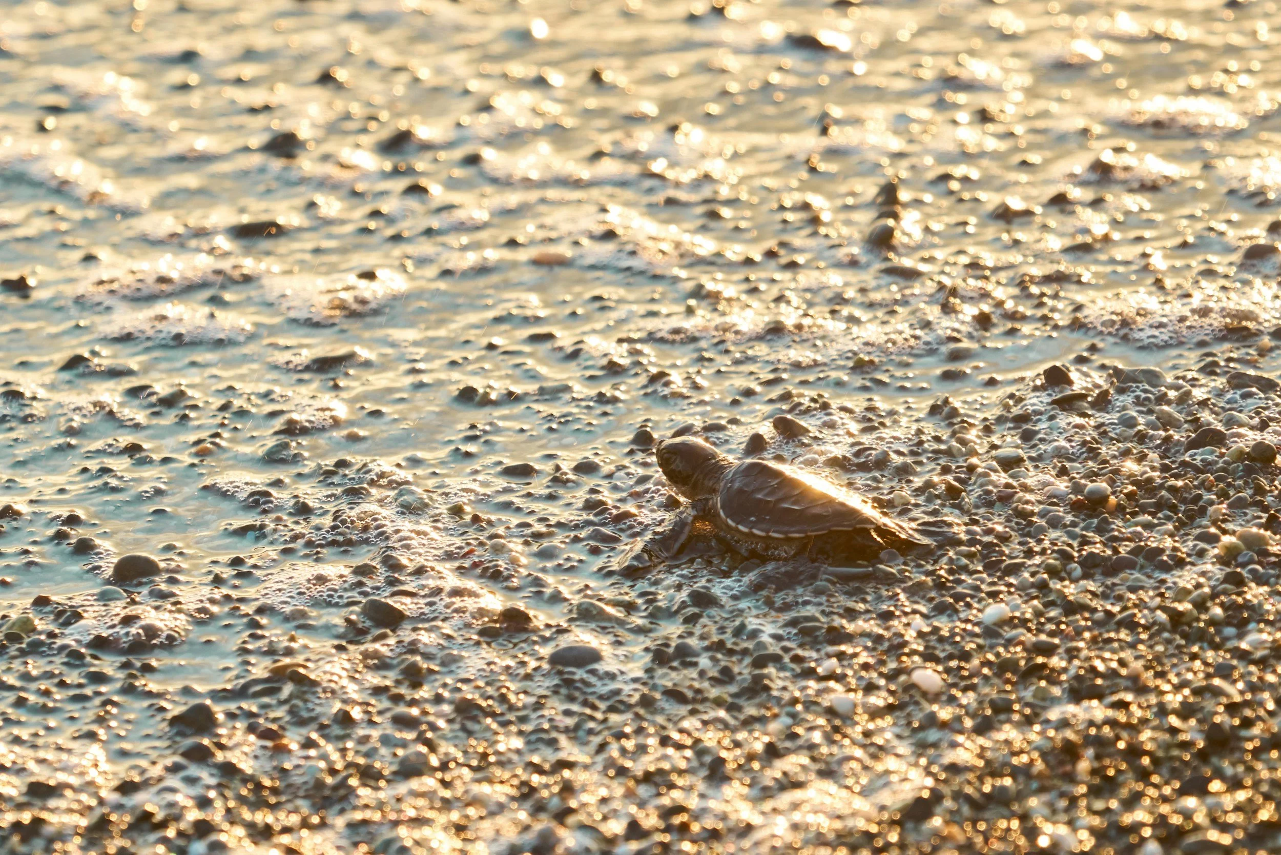 Turtle-Safe Landscape Lighting in Florida: What Homeowners Need to Know