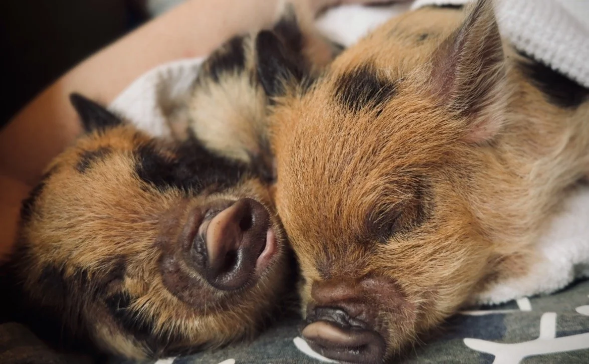 That Time I Got Pig Mites