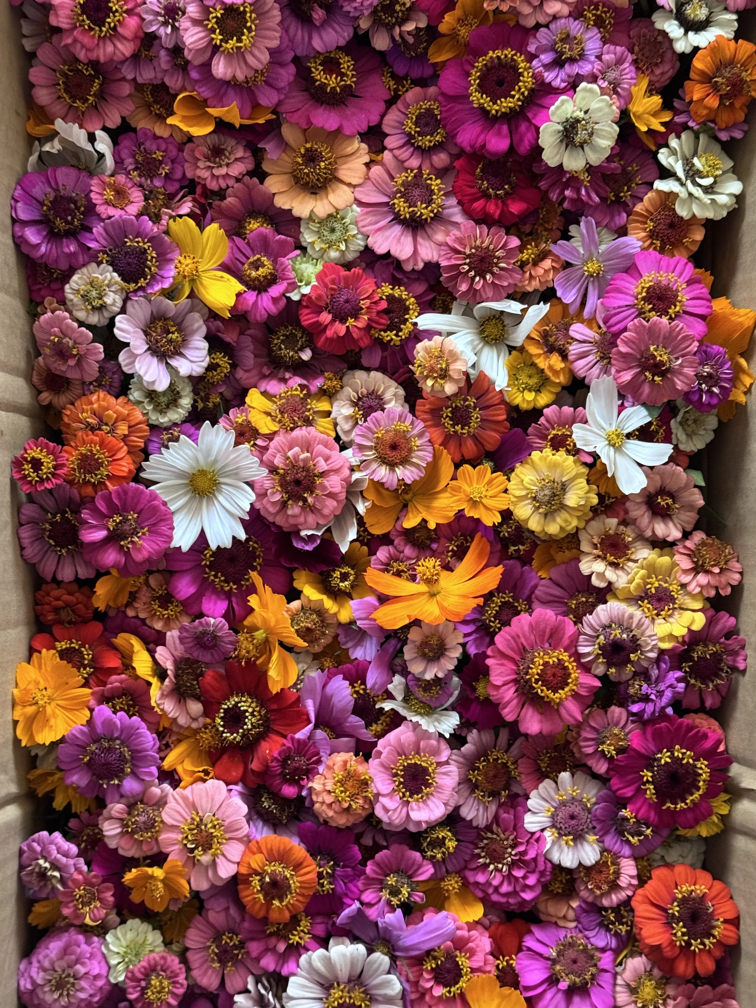 More Than Flowers: Growing Joy, One Bouquet at a Time