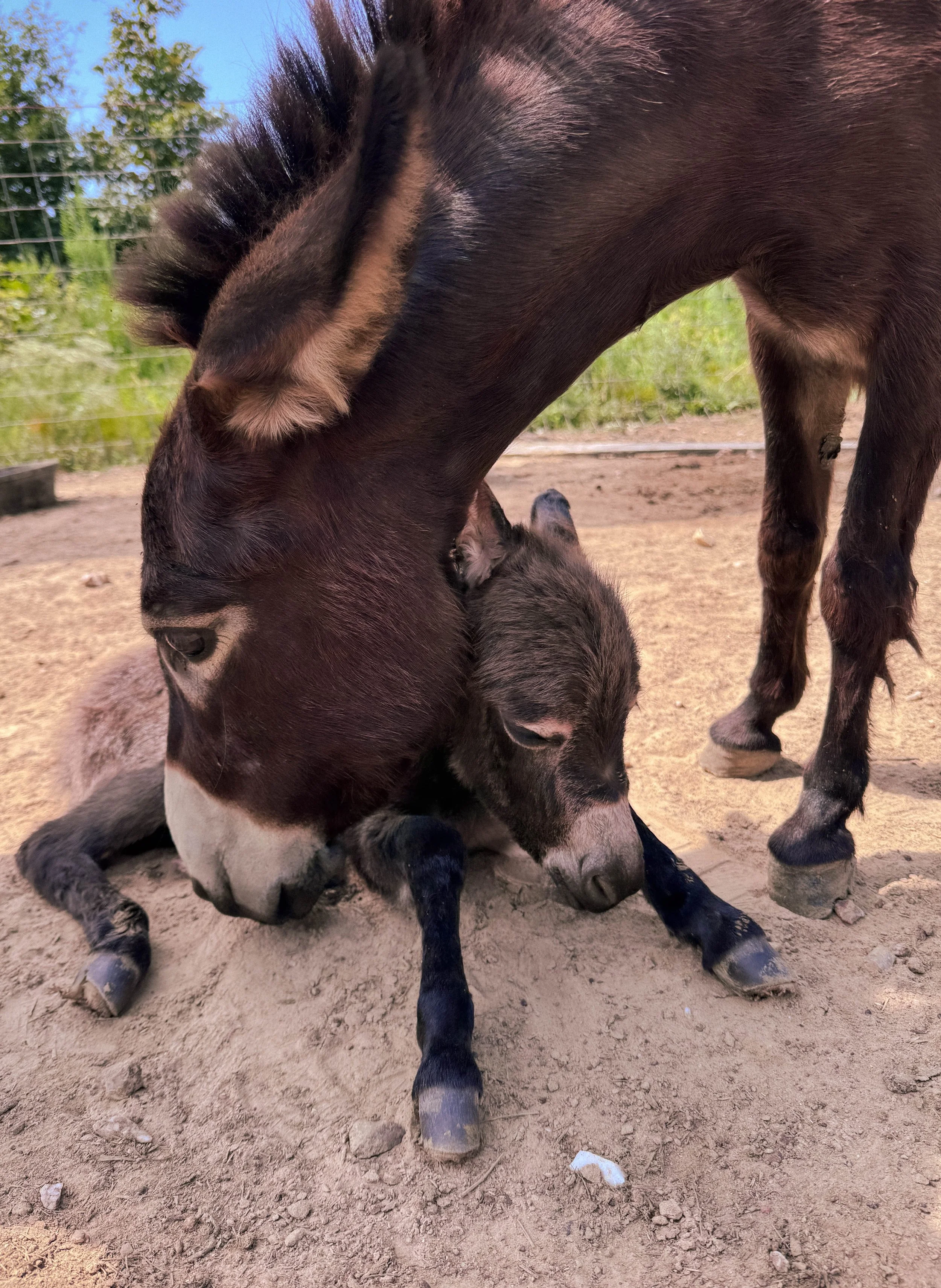The Math Ain’t Mathing: Our Sweetest Farm Surprise