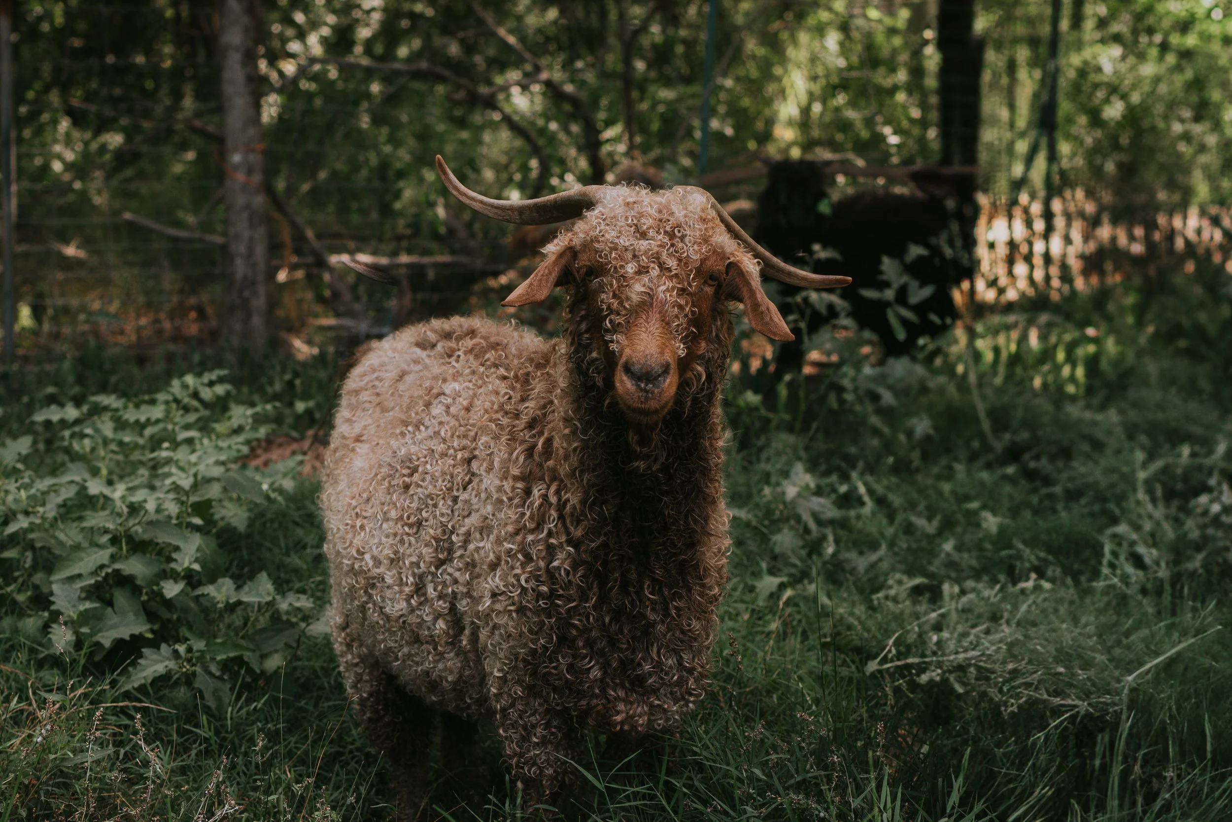 angora goat