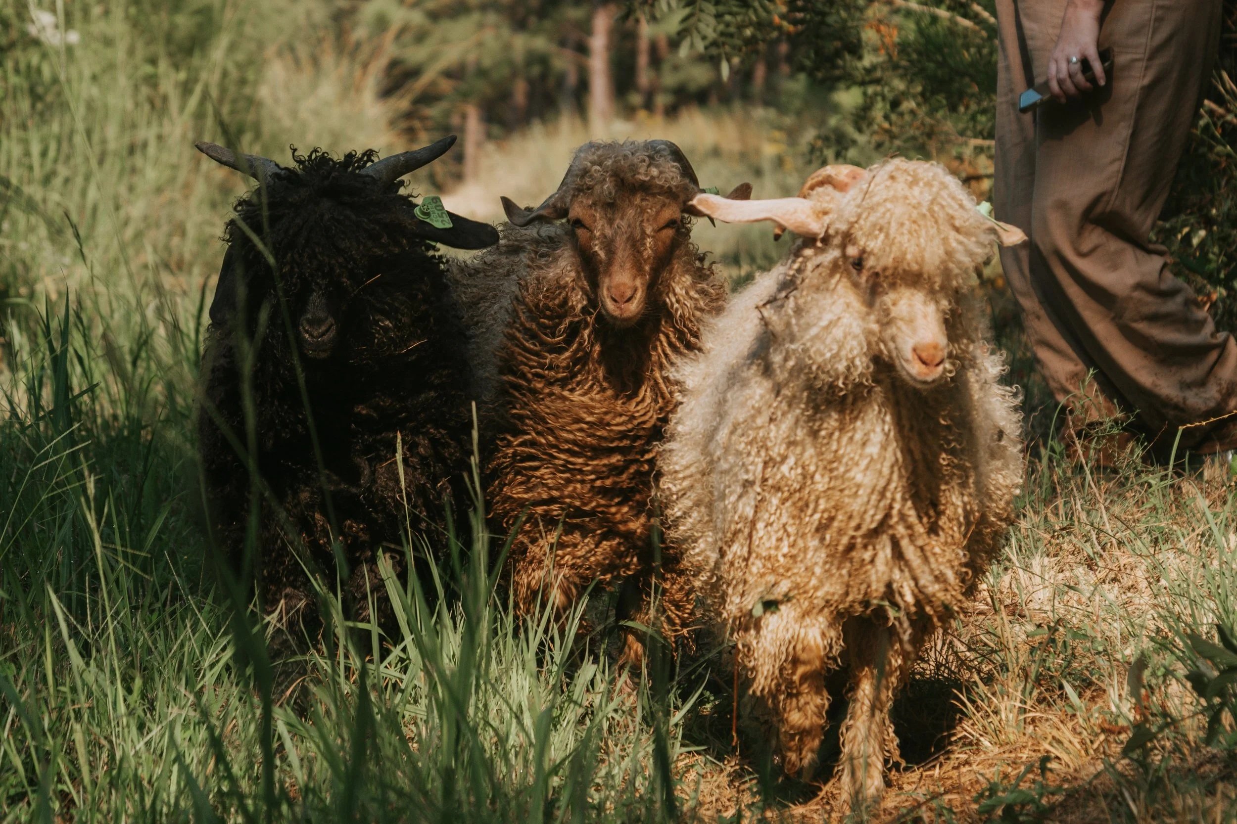 Angora Goats