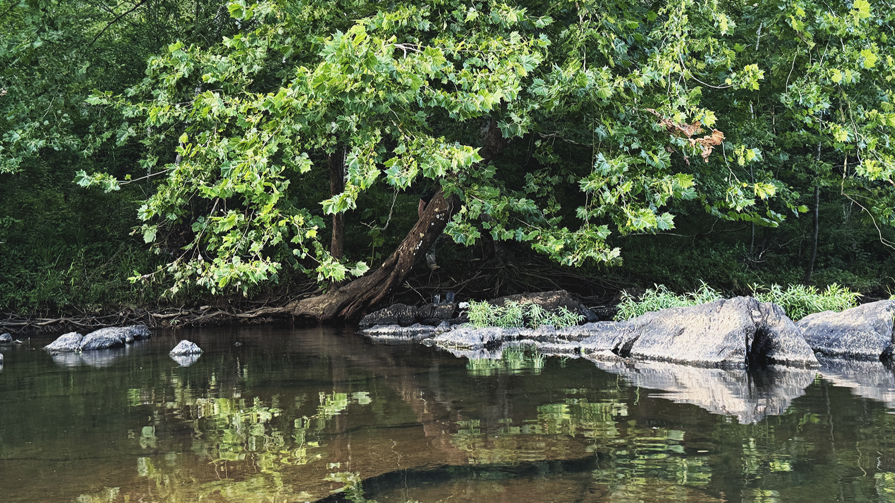 A peaceful river scene with clear water reflecting green trees and rocks along the riverbank.