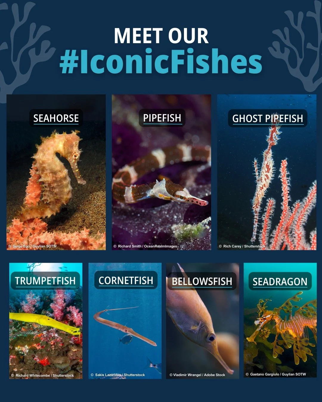 Introducing our #IconicFishes! 📣These quirky little wonders of the ocean each have their own charm and story to tell. Stay tuned as they take centre stage in our upcoming arts movement, &quot;Inspired by Iconic Fishes&quot;. 🎭🎨🖌️🎶🪩🎥

#Inspired