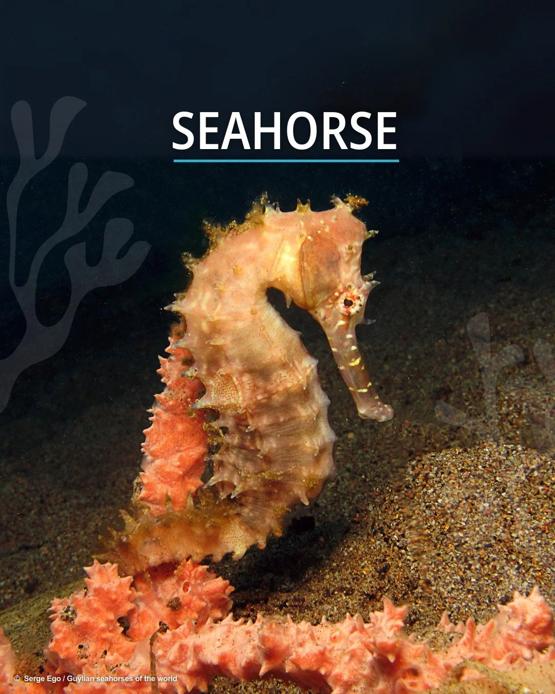 🪄🌊 Meet the first star in our #IconicFishes lineup: the magical seahorse 
🎶 One could even say the seahorse leads the orchestra of our ocean&rsquo;s quirkiest performers&hellip;and if you listen closely, you&rsquo;ll catch the playful hint in thei