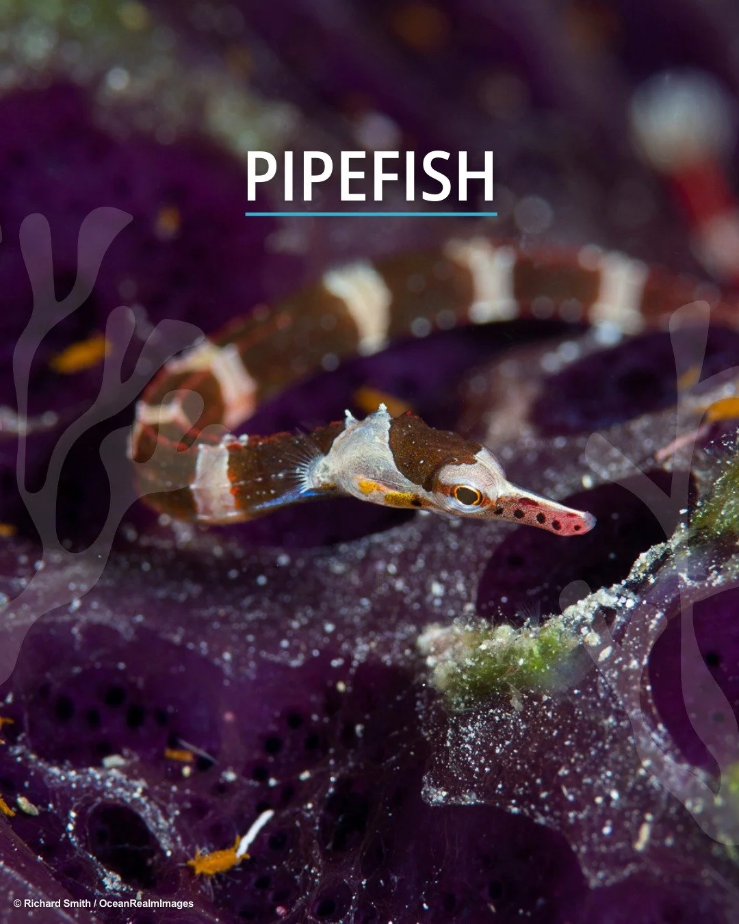 🌊 Say hello to the second star in our #IconicFishes lineup: the pipefish 🎶
💡 Did you know? There are over 225 species of pipefishes and they belong to the same family as the seahorse! 
🎨 Stay tuned as these iconic fishes take centre stage 🎭🌟 in