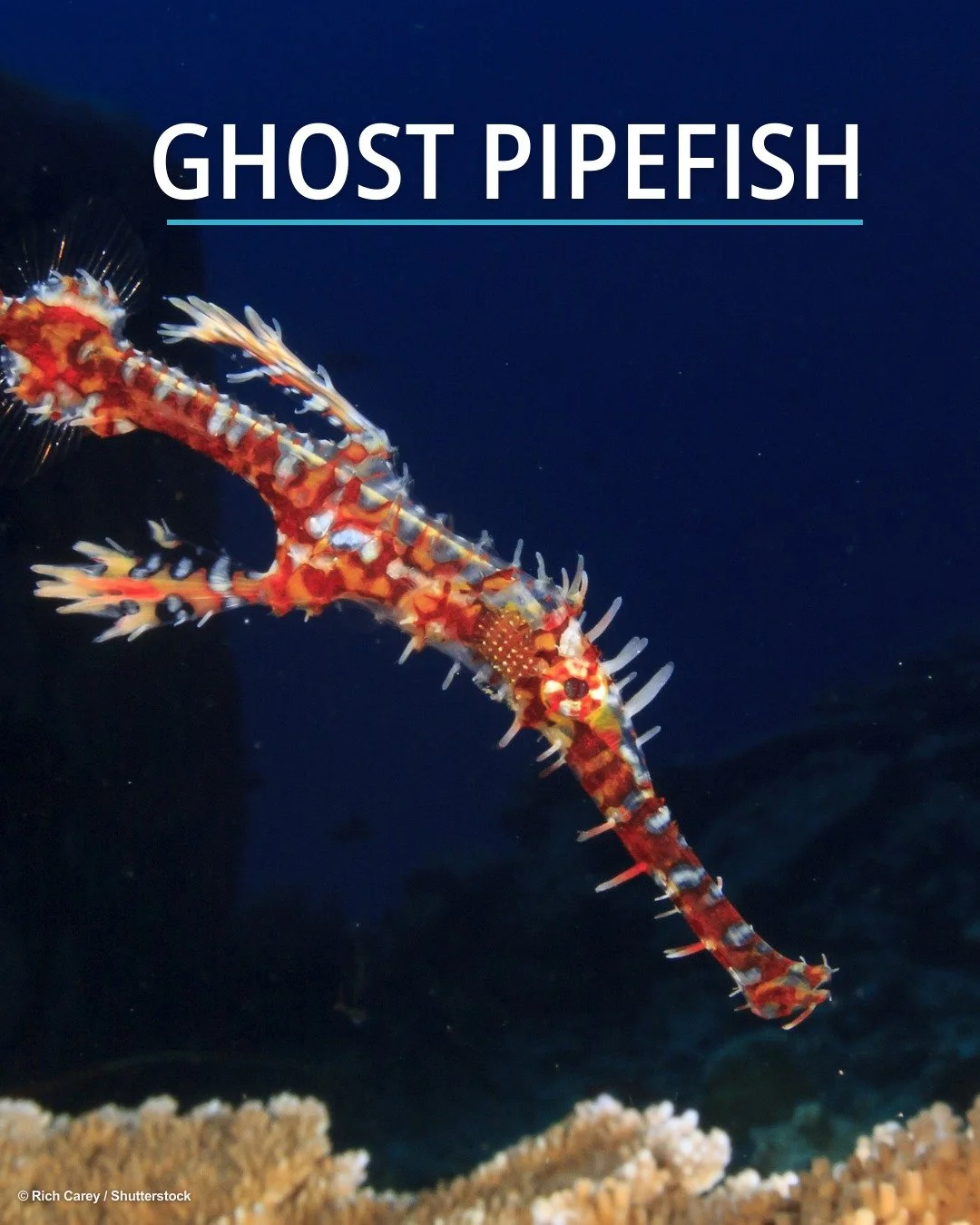 ✨ Meet the third star in our #IconicFishes lineup: the ghost pipefish 🎶 
 
💡Did you know? 
There are six species of ghost pipefishes, and they are found in the tropical waters of the Indo-Pacific. 

🎨 Stay tuned as these iconic fishes take centre 