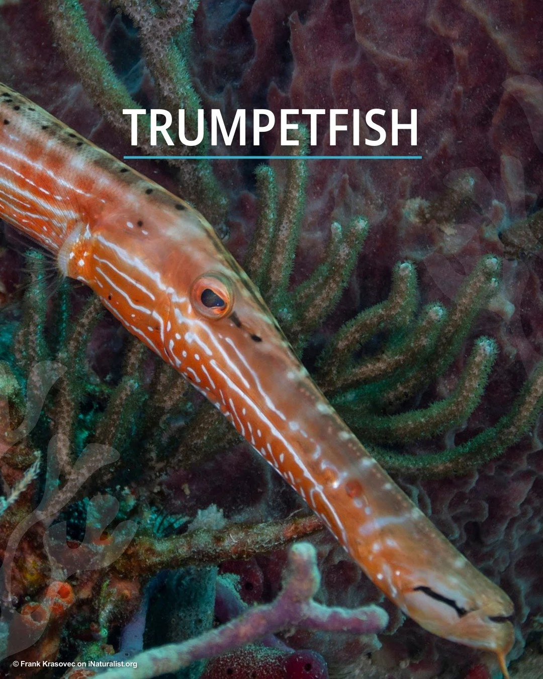 ✨Say hello to the fourth star in our #IconicFishes lineup, the trumpetfish 🎺

💡Did you know? 
There are three species of trumpetfish. These tropical beauties are found across much of the world&rsquo;s oceans. 

🎨Stay tuned as these iconic fishes t