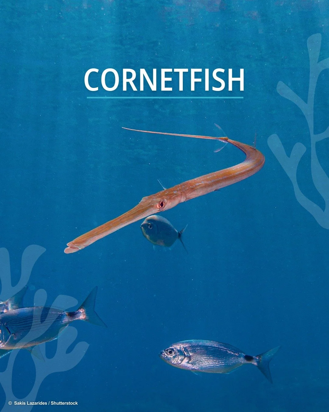 ✨Say hello to the fifth star in our #IconicFishes lineup, the cornetfish 🎺 Also known as Flutemouth.💡Did you know? There are four species of cornetfishes, found in most parts of the tropics. 

🎨Stay tuned as these iconic fishes take centre stage i