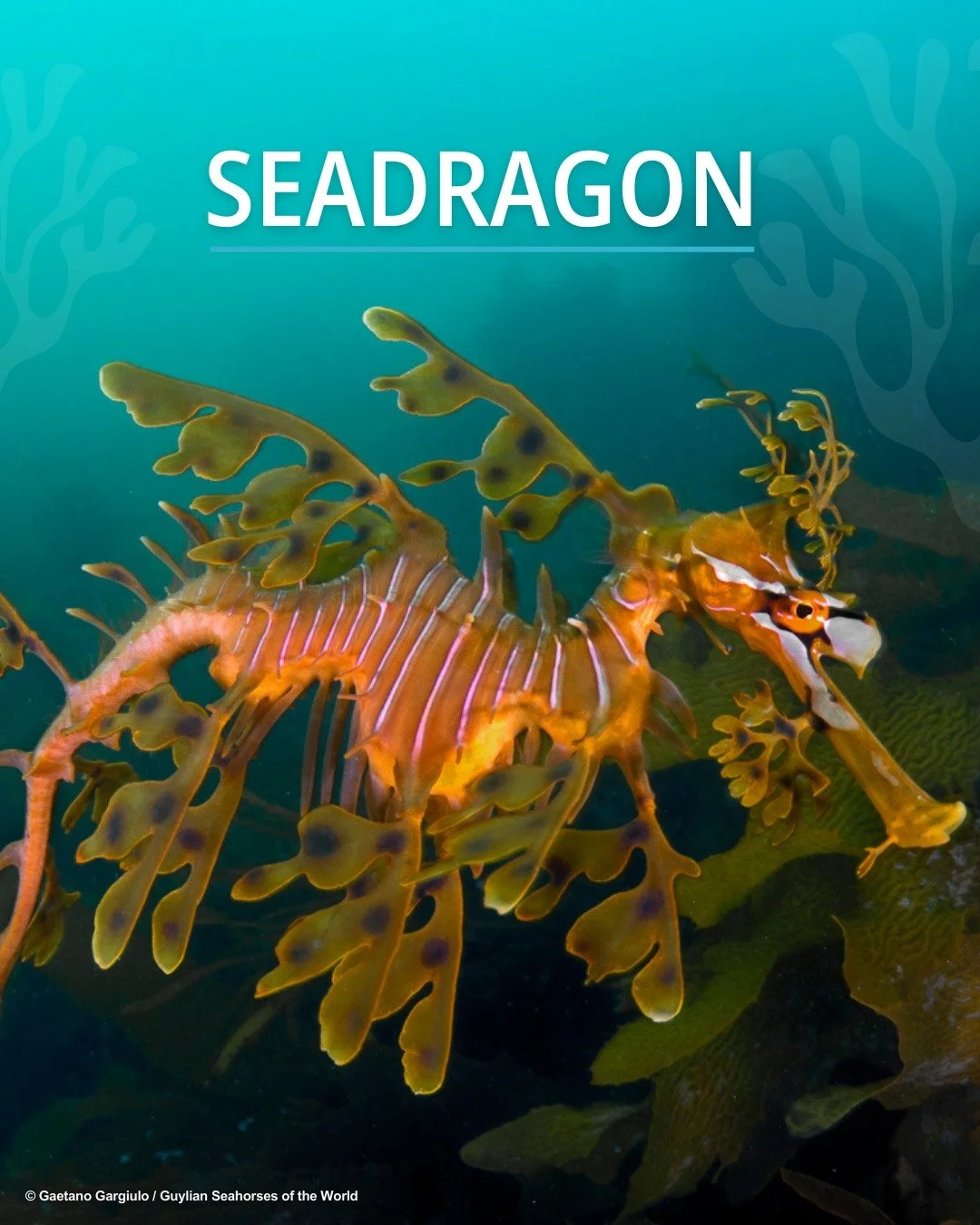 ✨Meet the showstopper of our #IconicFishes lineup, the seadragon: enchanting and full of flair 🪩.
💡 Did you know? There are three species of seadragons, all belonging to the same family as seahorses and pipefishes. 
🎨Stay tuned as these iconic fis