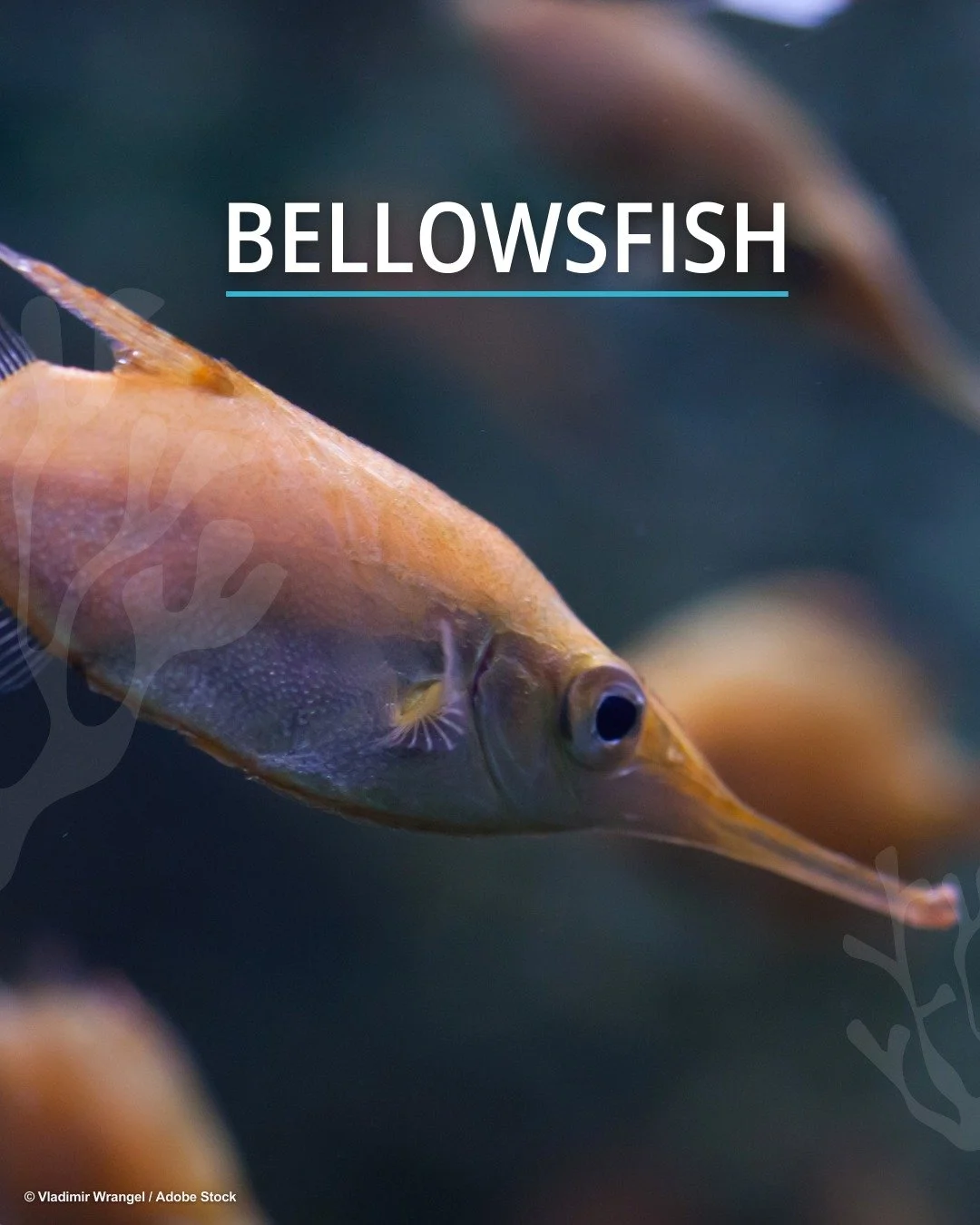 ✨Meet the sixth star in our #IconicFishes lineup, the bellowsfish 🎶 

💡Did you know? There are six species of #bellowsfish, all members of the Centriscidae family, which also includes snipefishes, shrimpfishes, and razorfishes. 

🎨Stay tuned as th