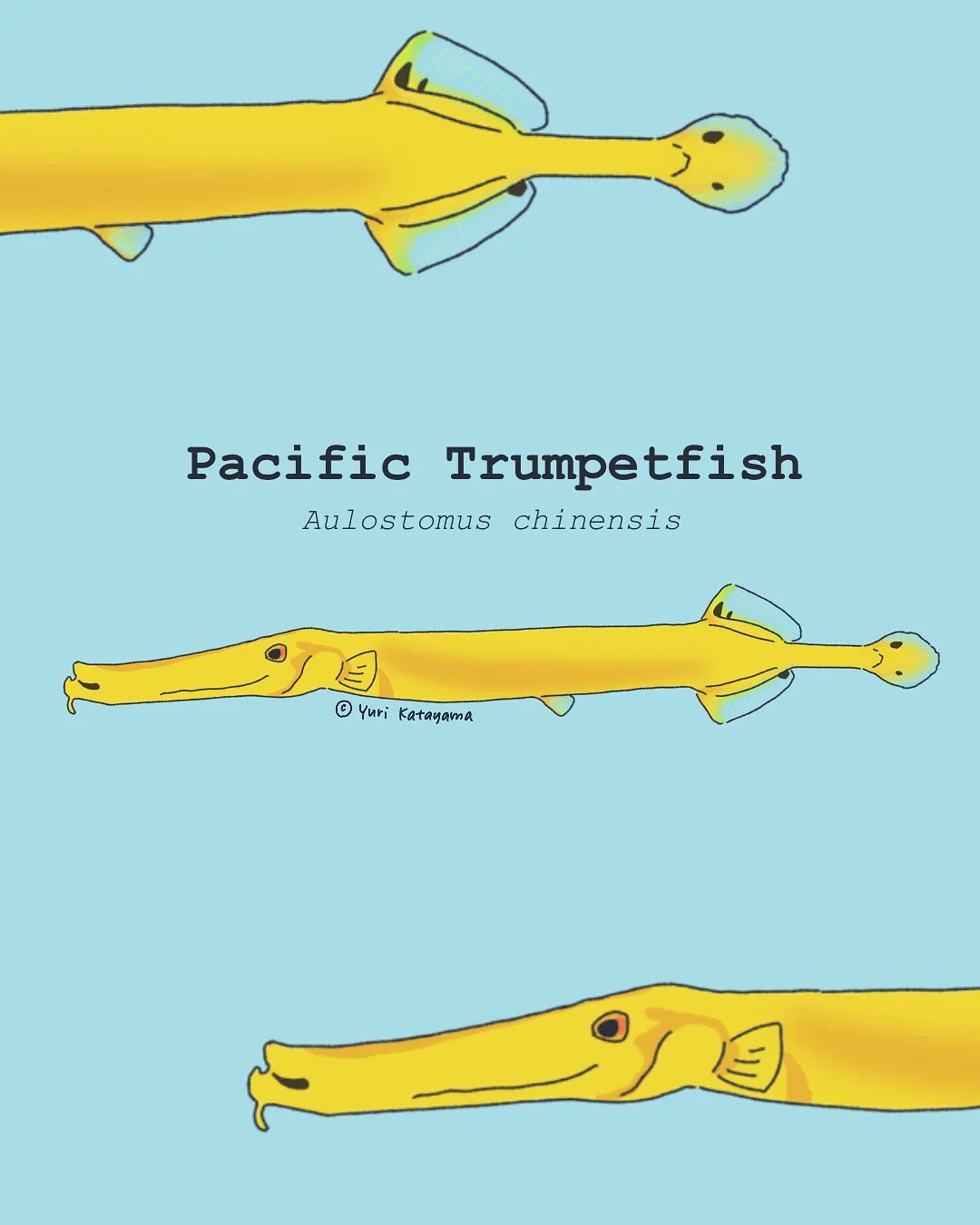 Sharing #trumpetfish art inspired by #IconicFishes. This super cute Pacific trumpetfish was illustrated by Yuri, a student at the University of British Columbia. 

 Feeling inspired, too?
 🎨 Explore our Inspiration Kit 👉 www.iconicfishes.art
 ✨ Cre