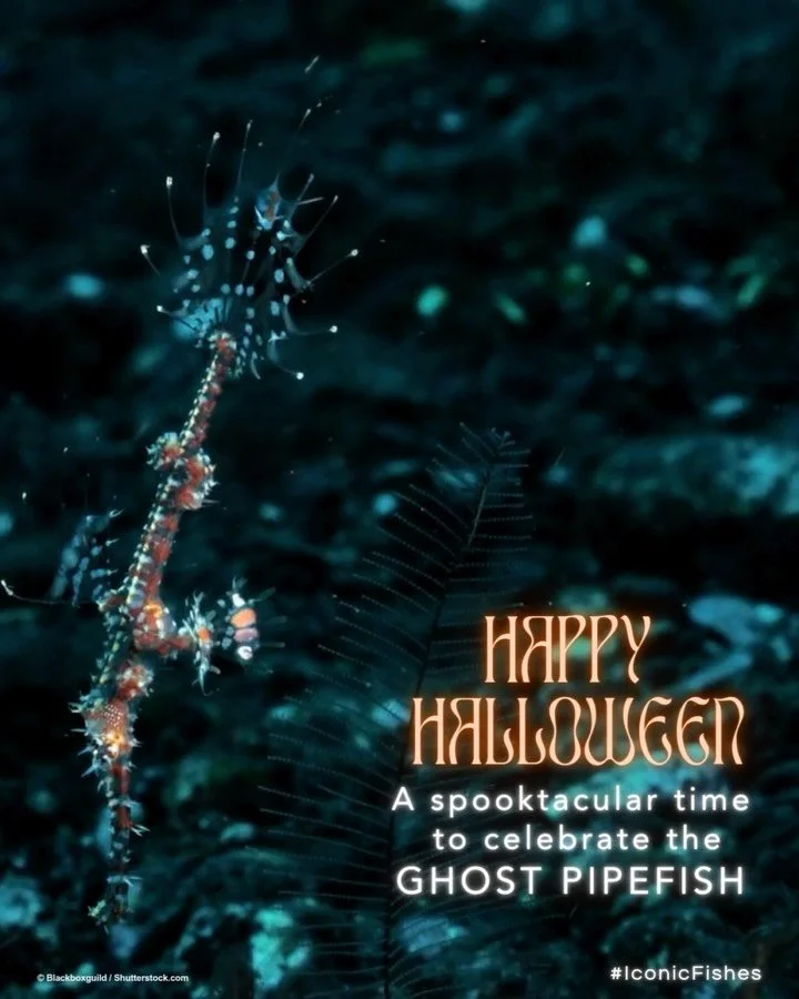 🎃Meet the mysterious ghost pipefishes 👻! With their eerie appearances, sneaky camouflage tricks, and names like Harlequin and Armoured #GhostPipefish, they&rsquo;re the perfect muse for your art this spooky season.🎃

These #iconicFishes, close rel
