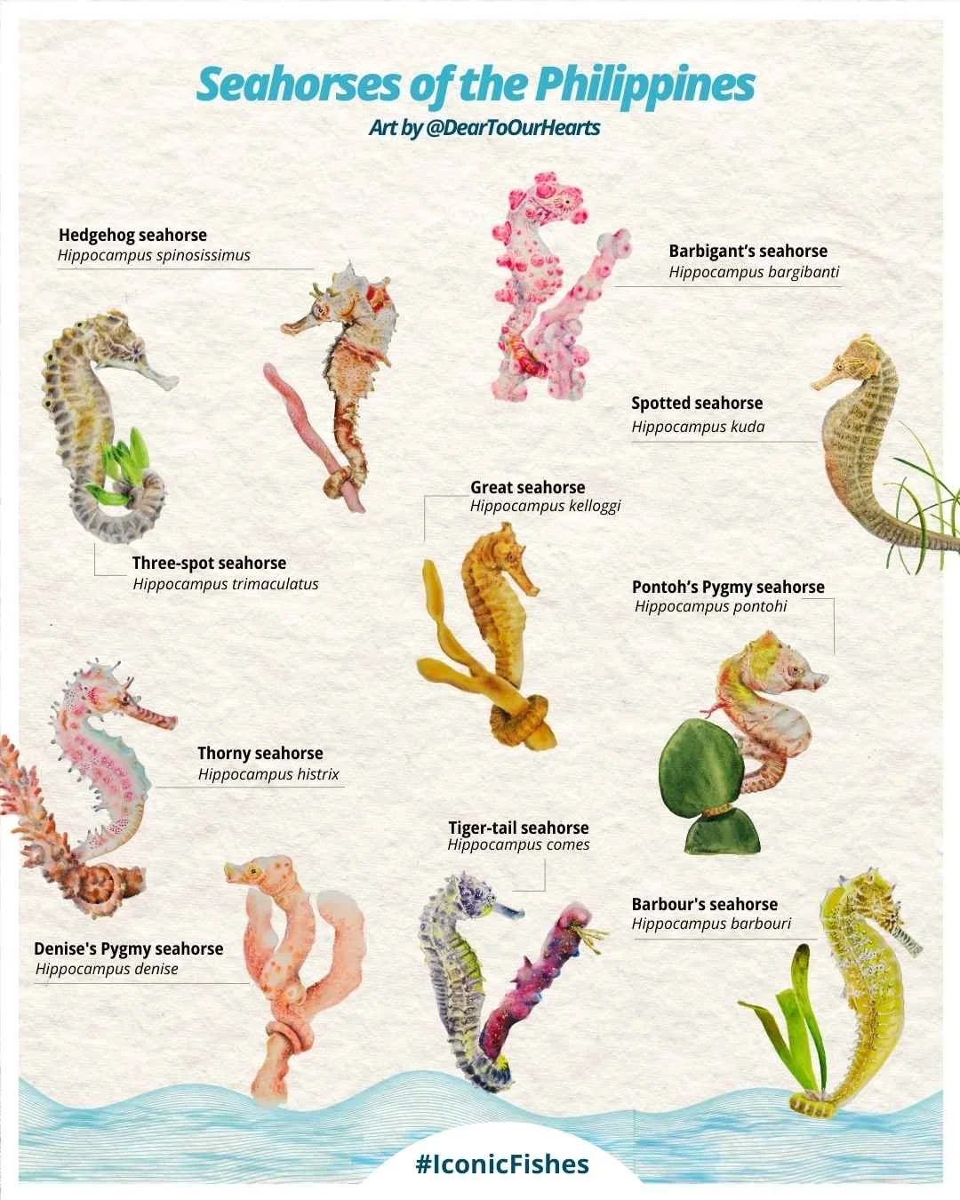 Seahorses of the Philippines by @DearToOurHearts