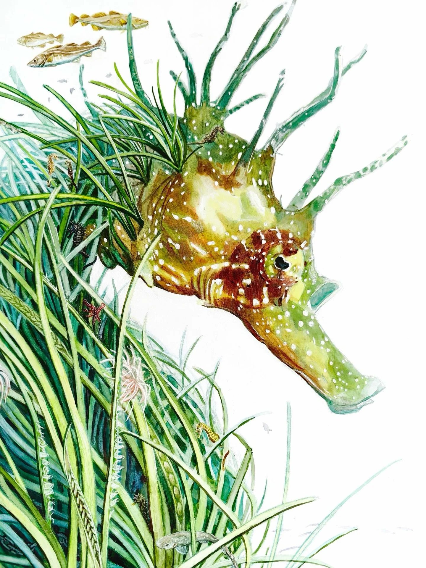 A seahorse carries the seagrass meadow she calls home, full of hidden treasures. Swipe to dive in and discover some of its most important &amp; iconic residents - from spider crabs to catsharks to cod! All the details are inspired by UK seagrass mead