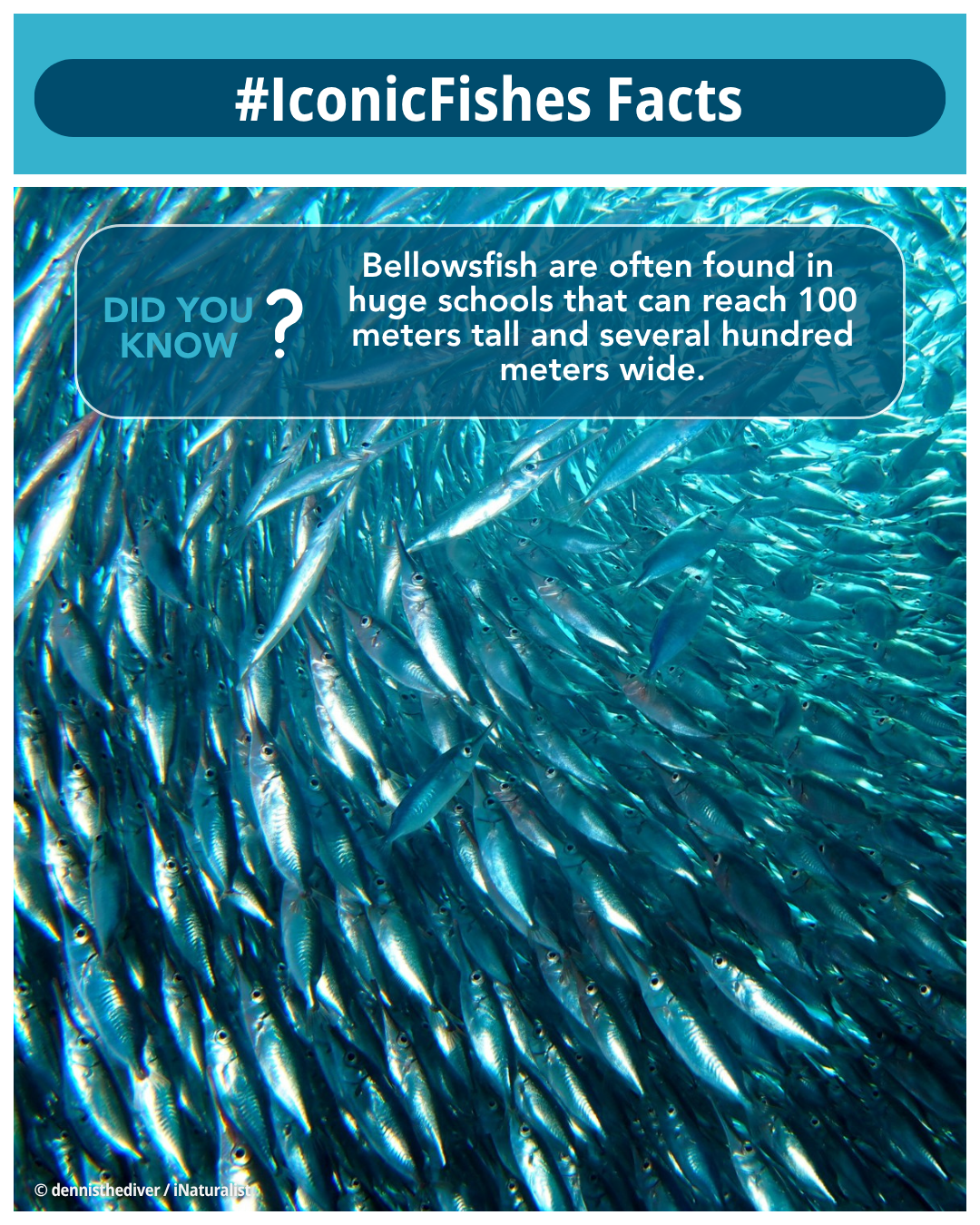 IIF x Syd - Snipefish.png