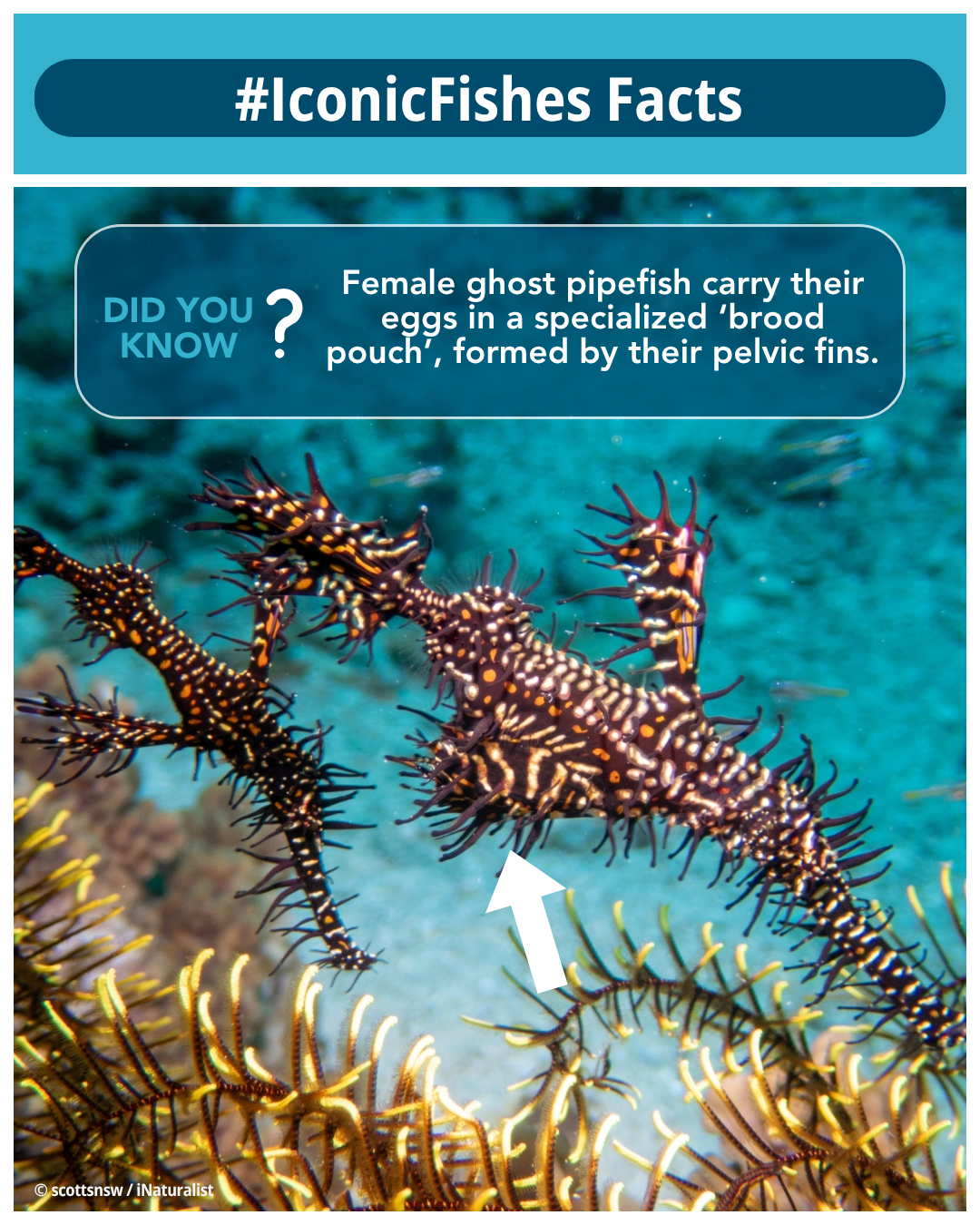 IIF x Syd - Ghostie.png