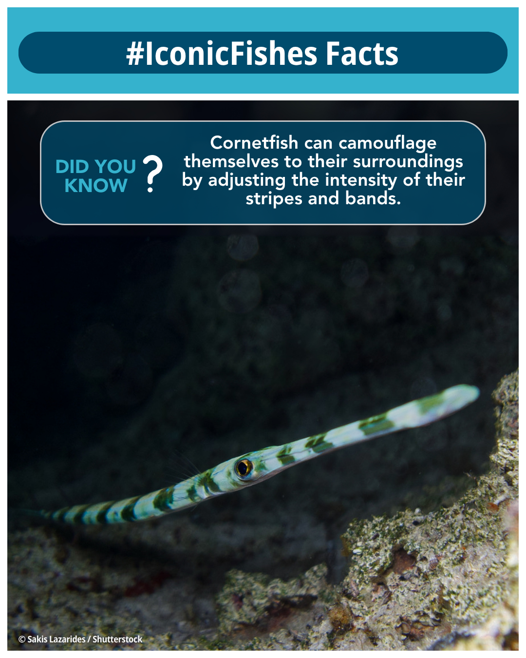 IIF x Syd - Cornetfish.png