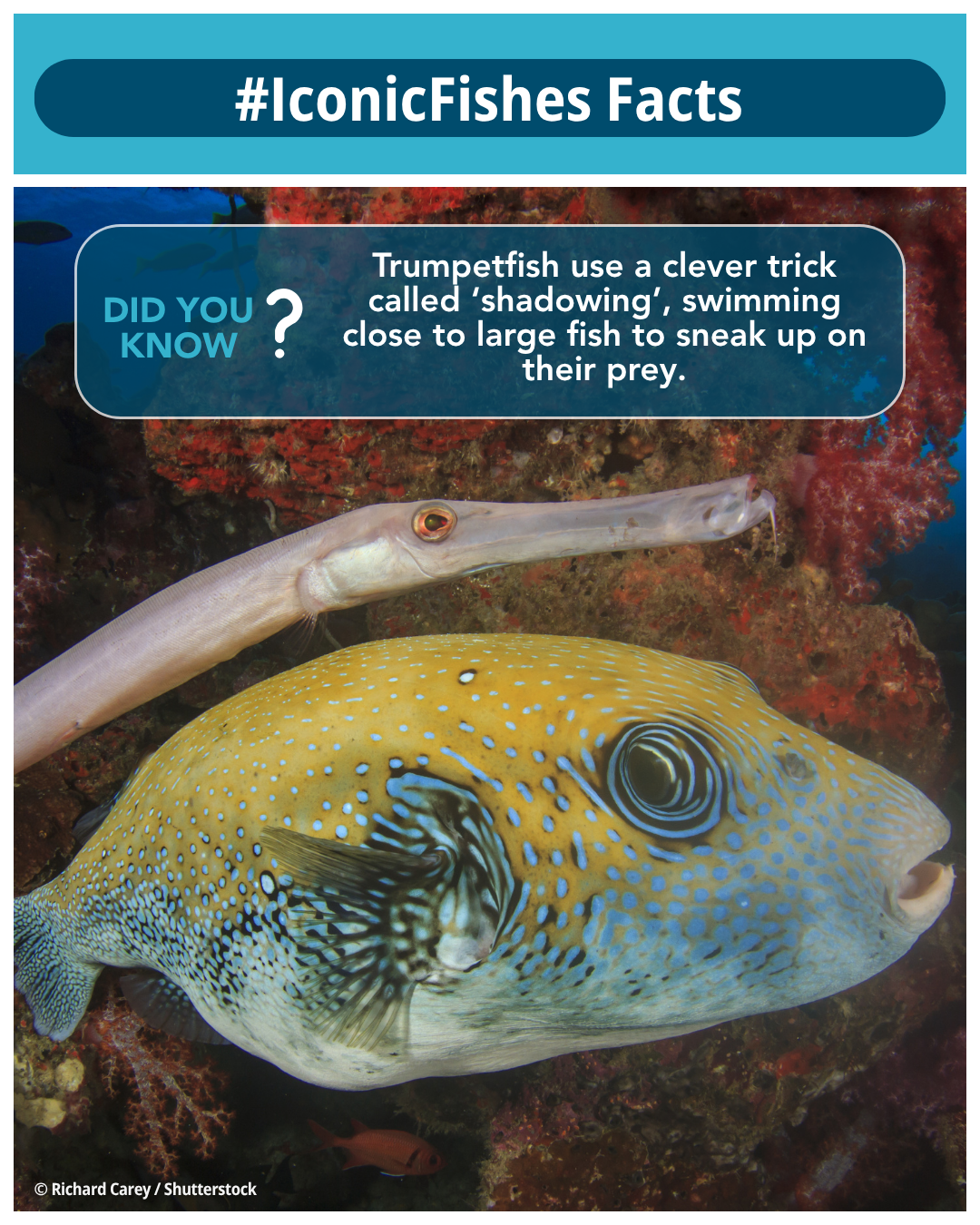 IIF x Syd - Trumpetfish.png