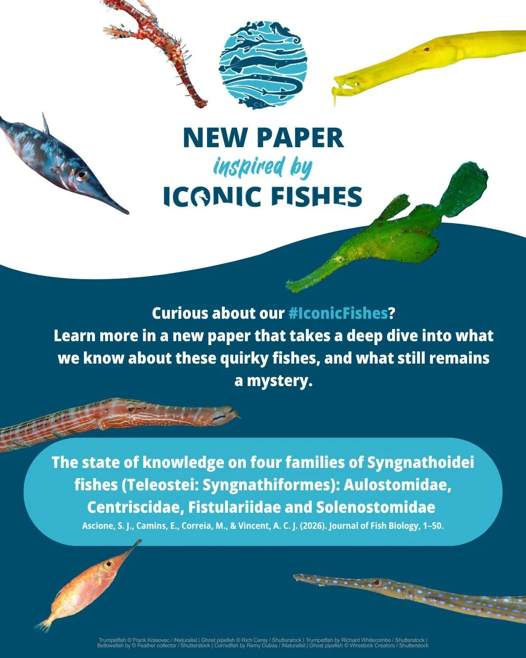 Swipe to discover a few of our favourite curiosities about these #IconicFishes ➡️
 
Researchers at @projectseahorse have just released the first global synthesis of what we know about these extraordinary fishes. To mark the moment, we&rsquo;ve gather