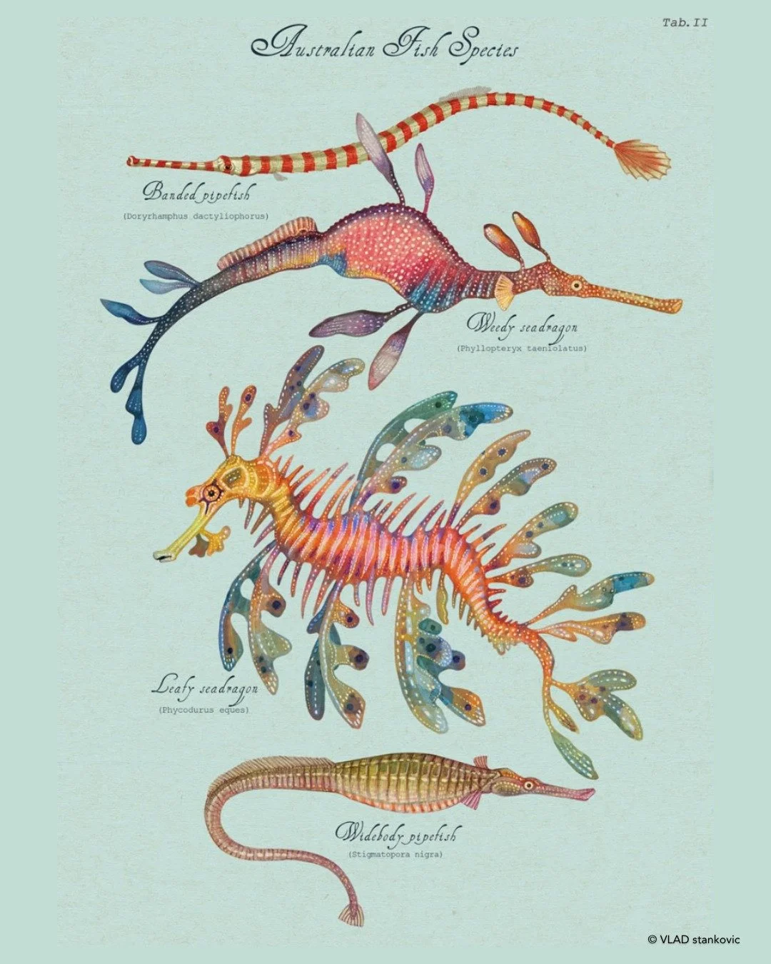 We are thrilled to share this watercolour art by Australian artist, Vladimir Stankovic! 

@vladimirsart beautifully depicts the Leafy seadragon, Weedy seadragon, Banded pipefish, and Widebody pipefish, bringing out the truly remarkable details of the
