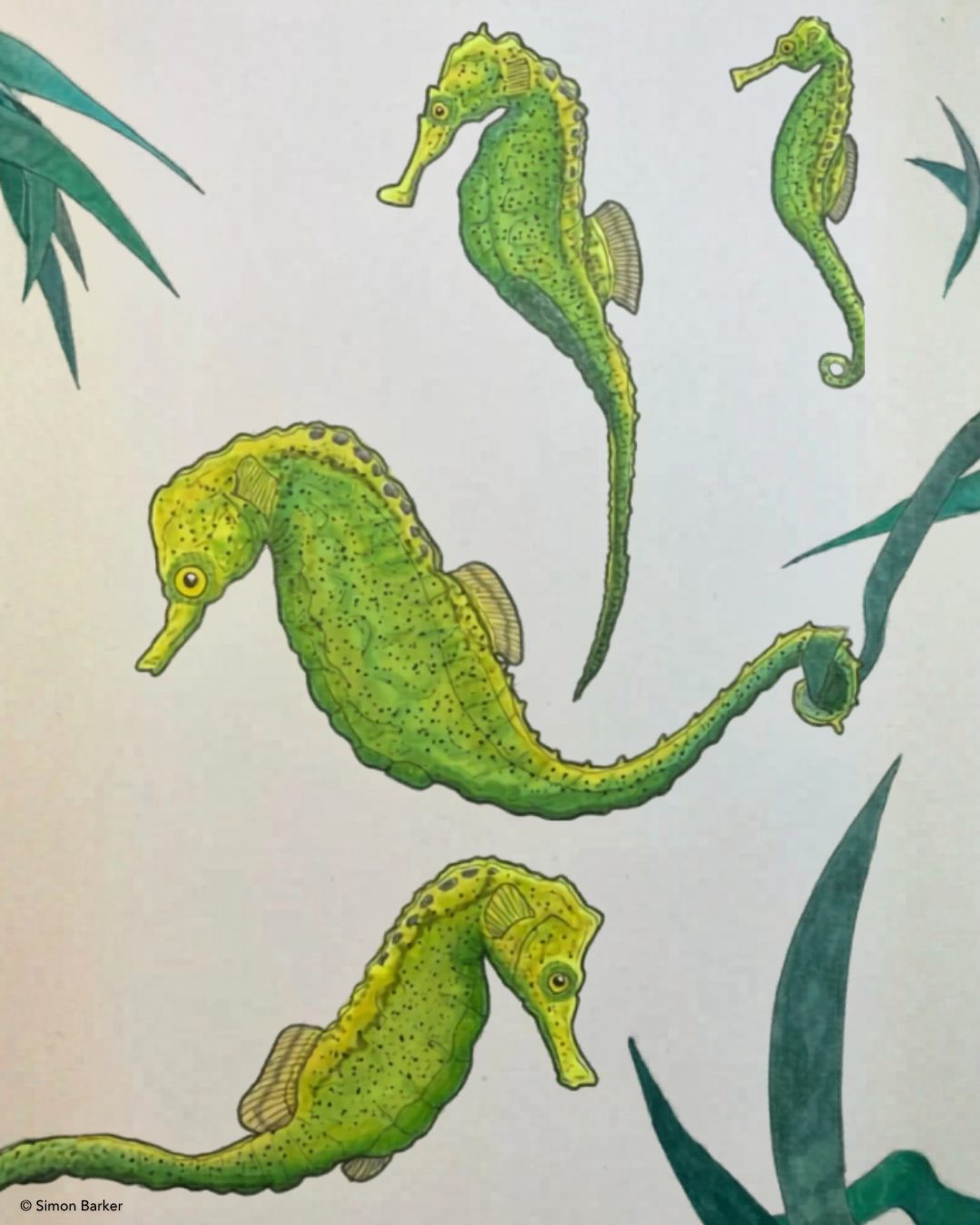 Knysna seahorses by Simon Barker