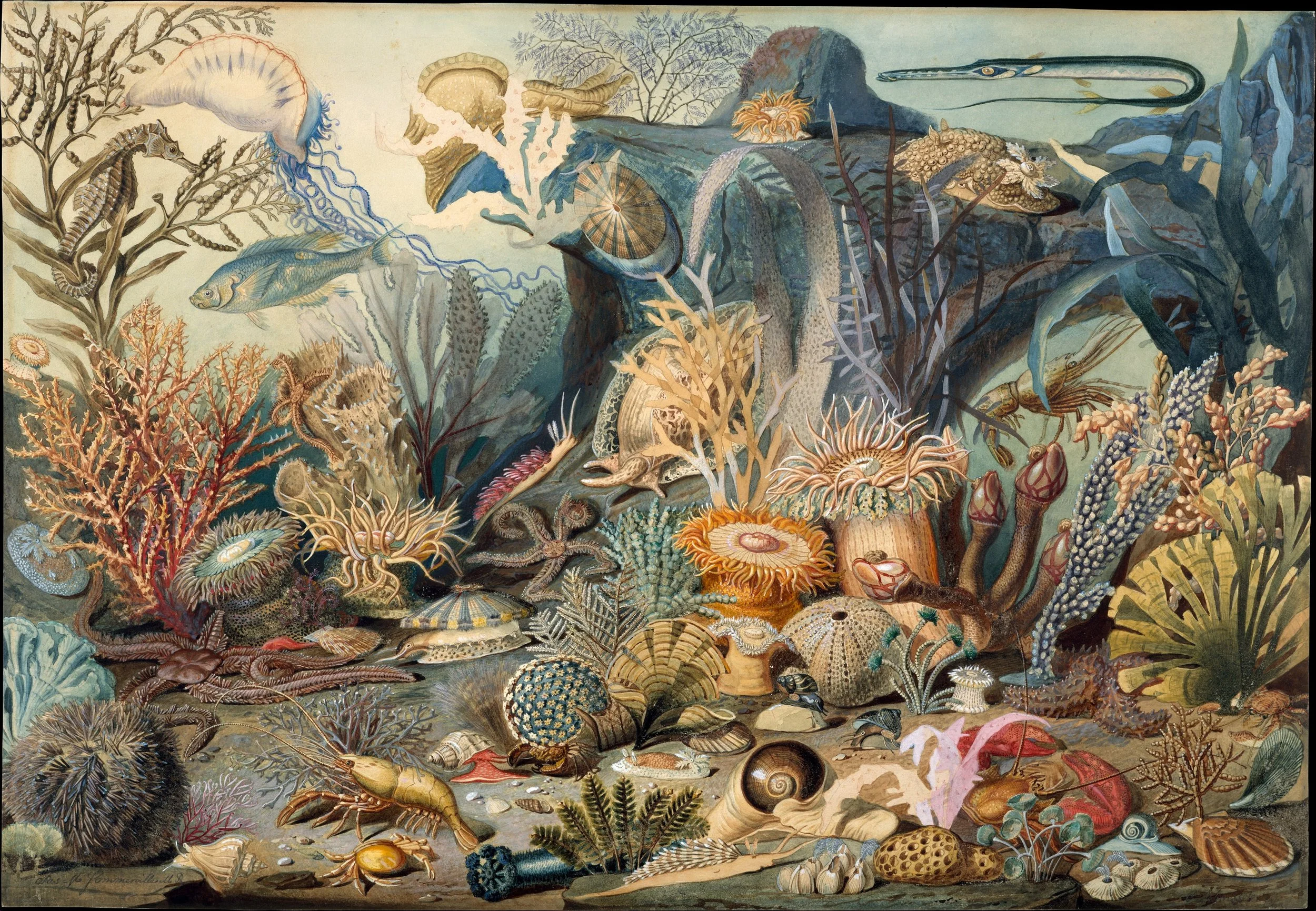 “Ocean Life” by James M. Sommerville and Christian Schussele
