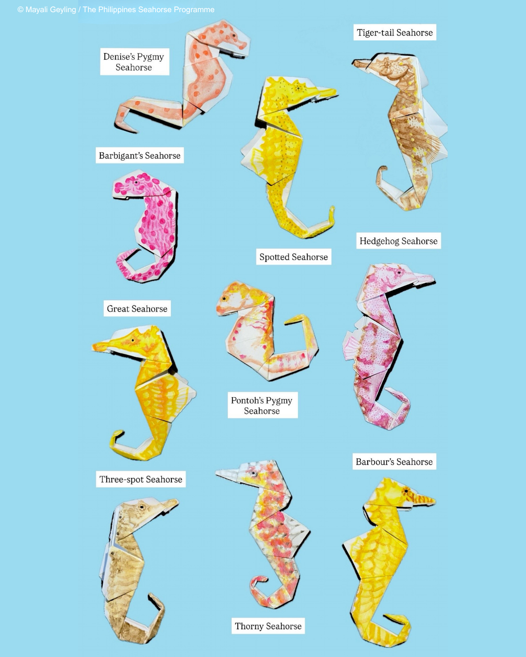 Seahorse origami by Mayali Geyling
