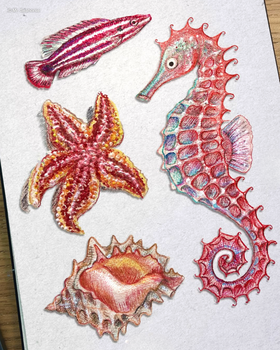 Seahorse illustration by Mr. Seahorse