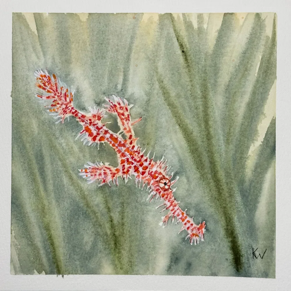 Ornate Ghost Pipefish by Kelley Whitley.