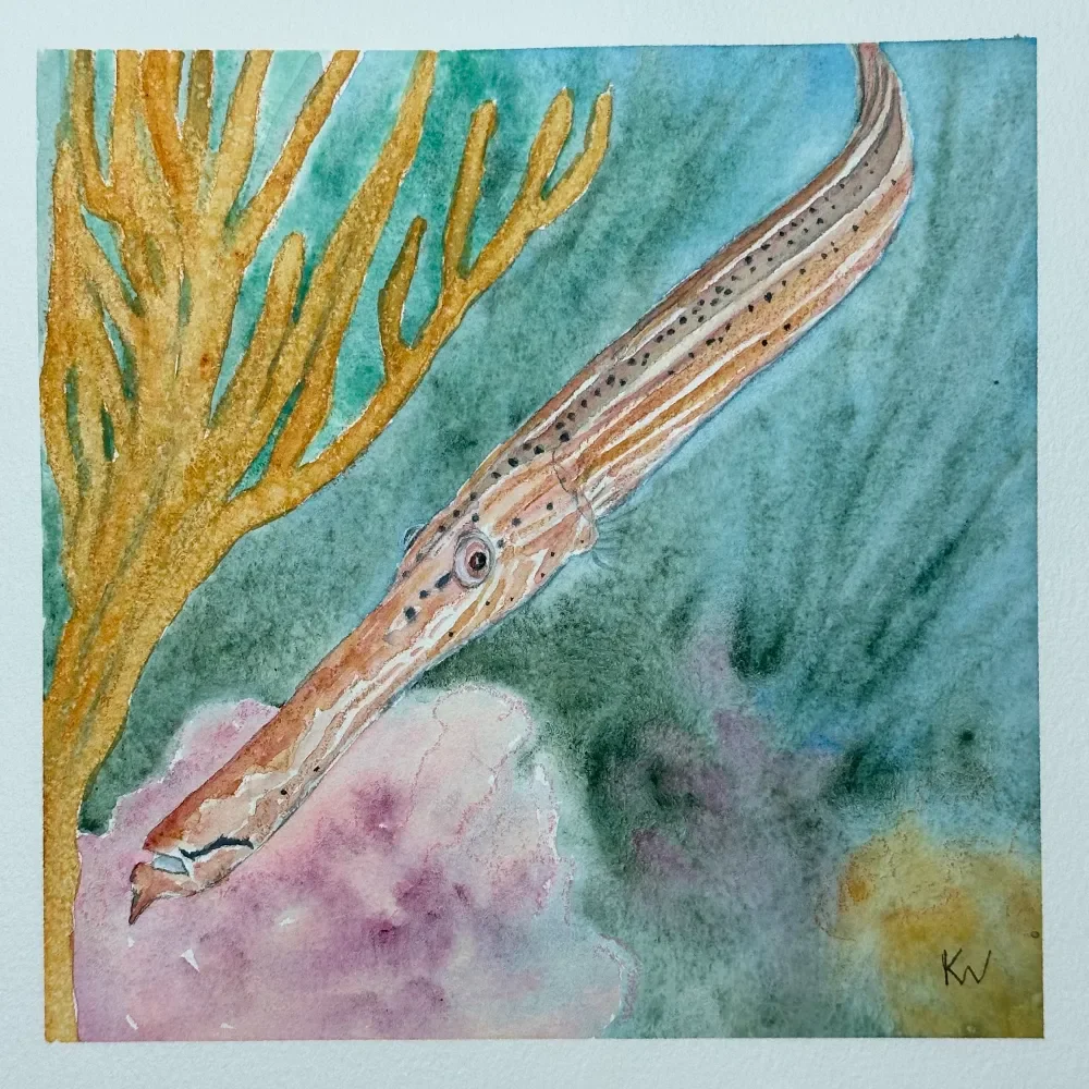 Atlantic Trumpetfish by Kelley Whitley.