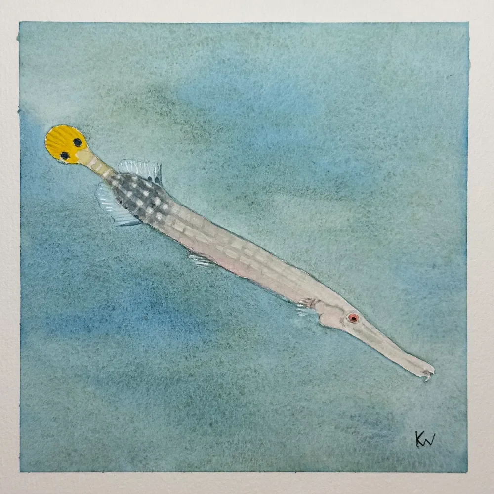 Pacific Trumpetfish by Kelley Whitley.