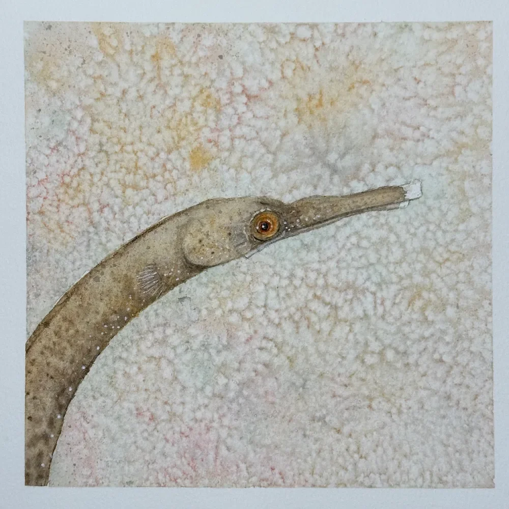 Double-Ended Pipefish by Kelley Whitley.