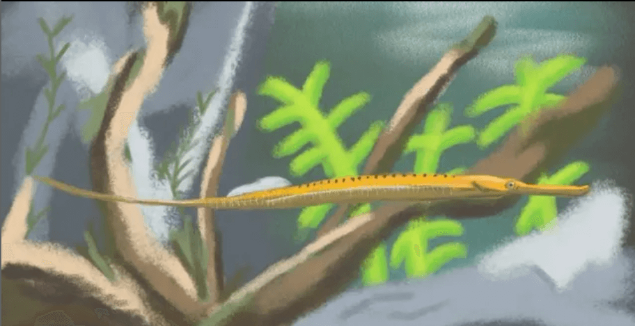 Luzon River Pipefish by Feeshda, Indonesia. 