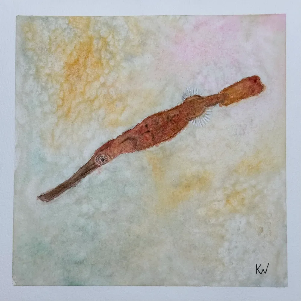 Robust Ghost Pipefish by Kelley Whitley.