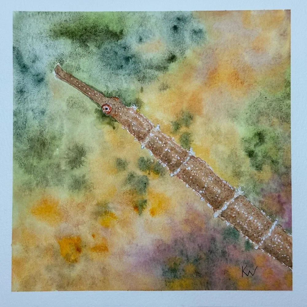 Shortfin Pipefish by Kelley Whitley.