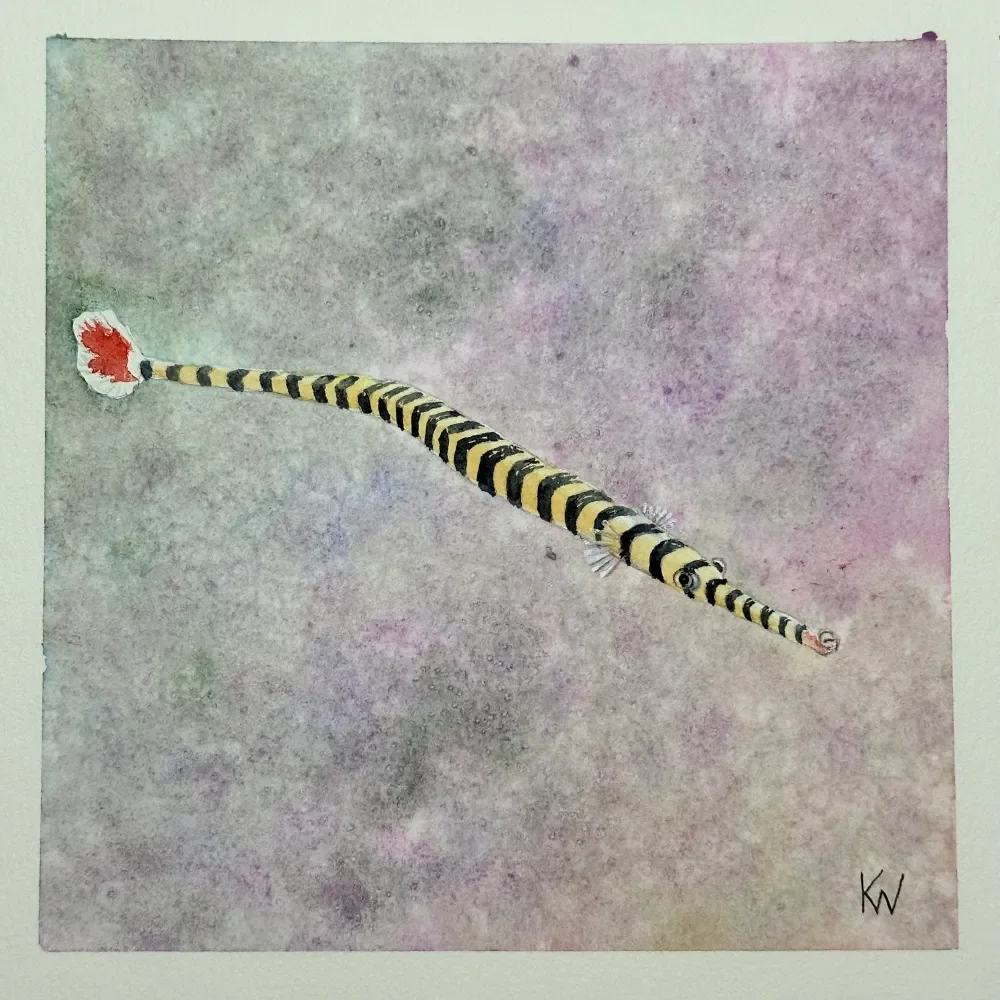 Banded Pipefish by Kelley Whitley.