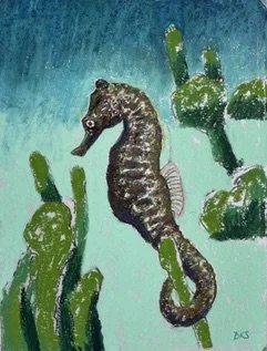 Common seahorse. Pastel 25x19cm. By Dafila Scott