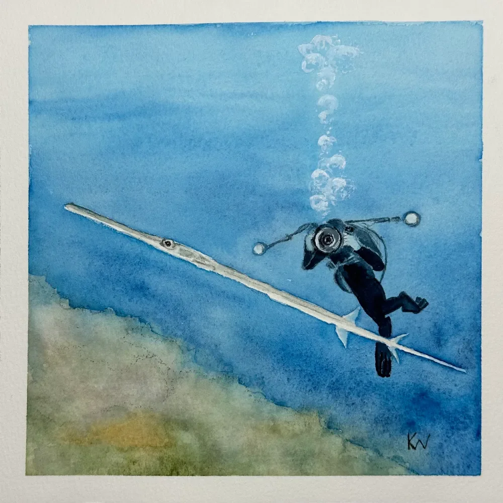 Blue-spotted Cornetfish by Kelley Whitley.