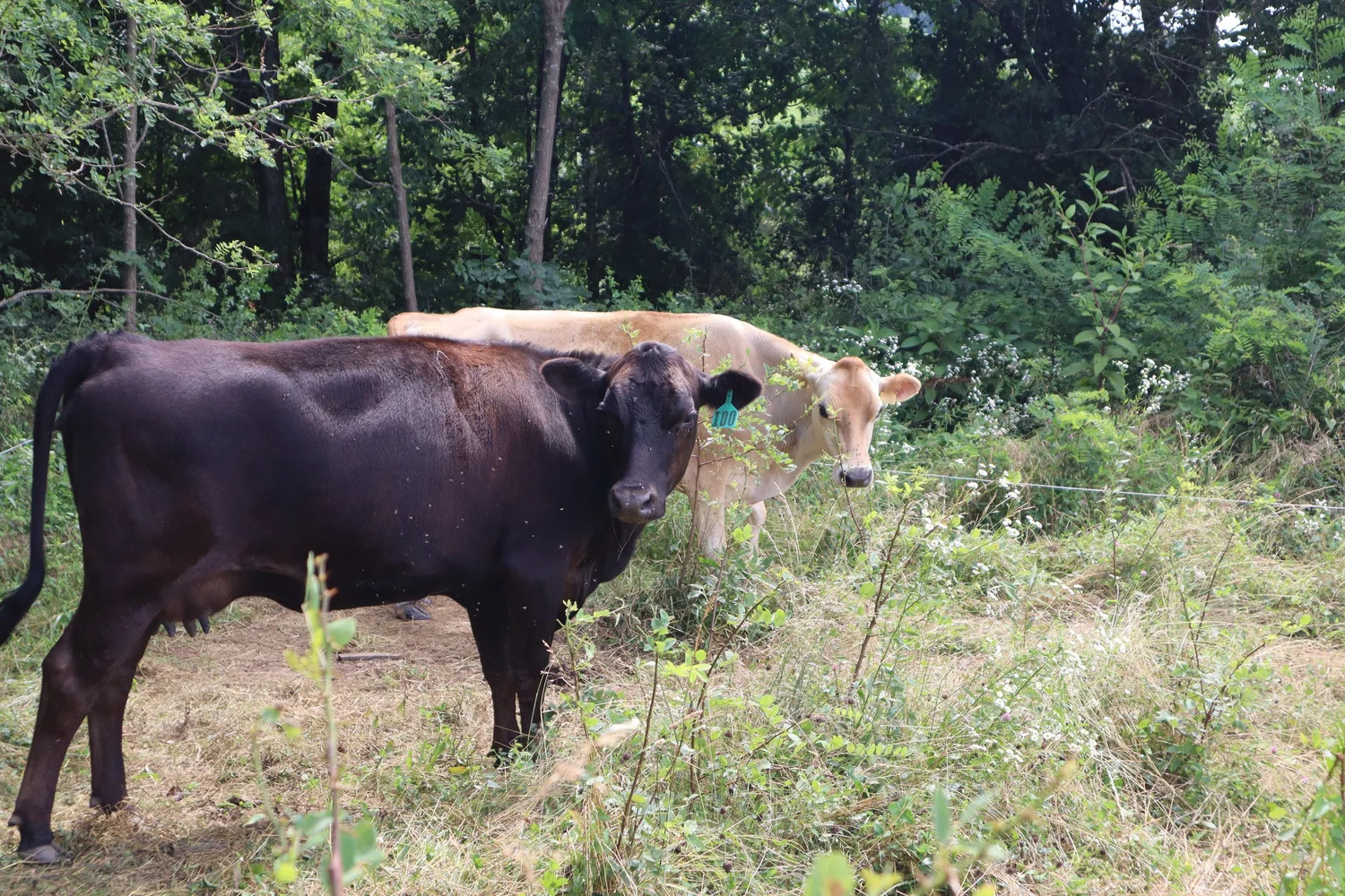 Raw A2A2 milk near Dry Ridge Kentucky from Sunny Pastures Dairy