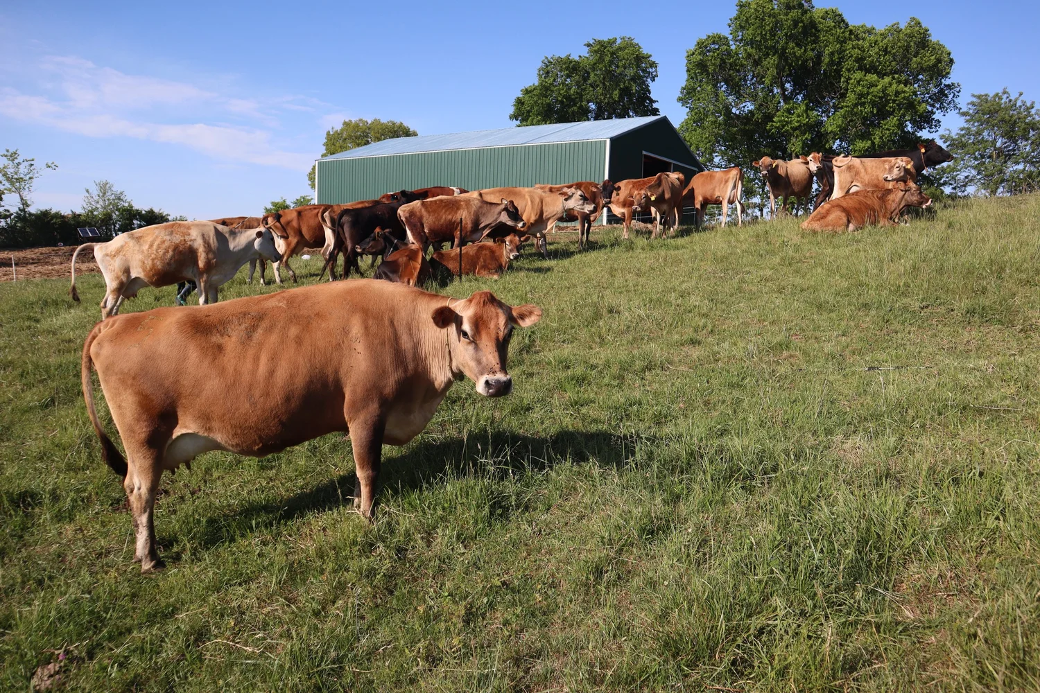 Sunny Pastures Dairy cows and raw A2A2 milk in Kentucky