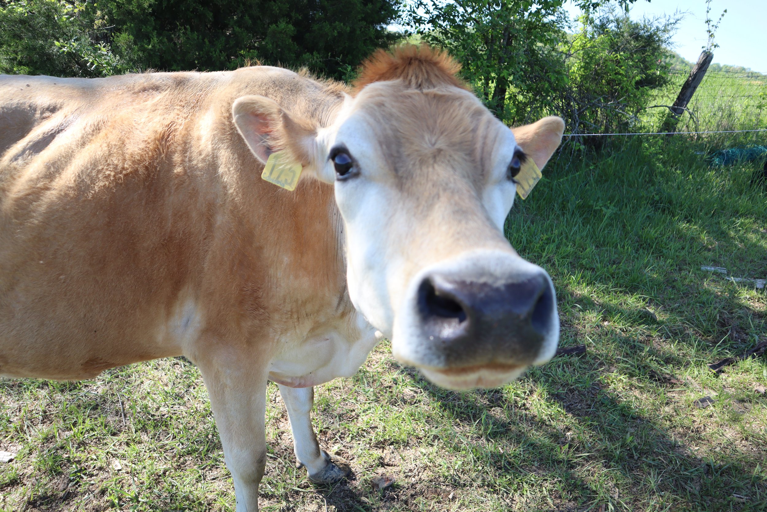 Thinking About Buying a Family Milk Cow? Read This First.