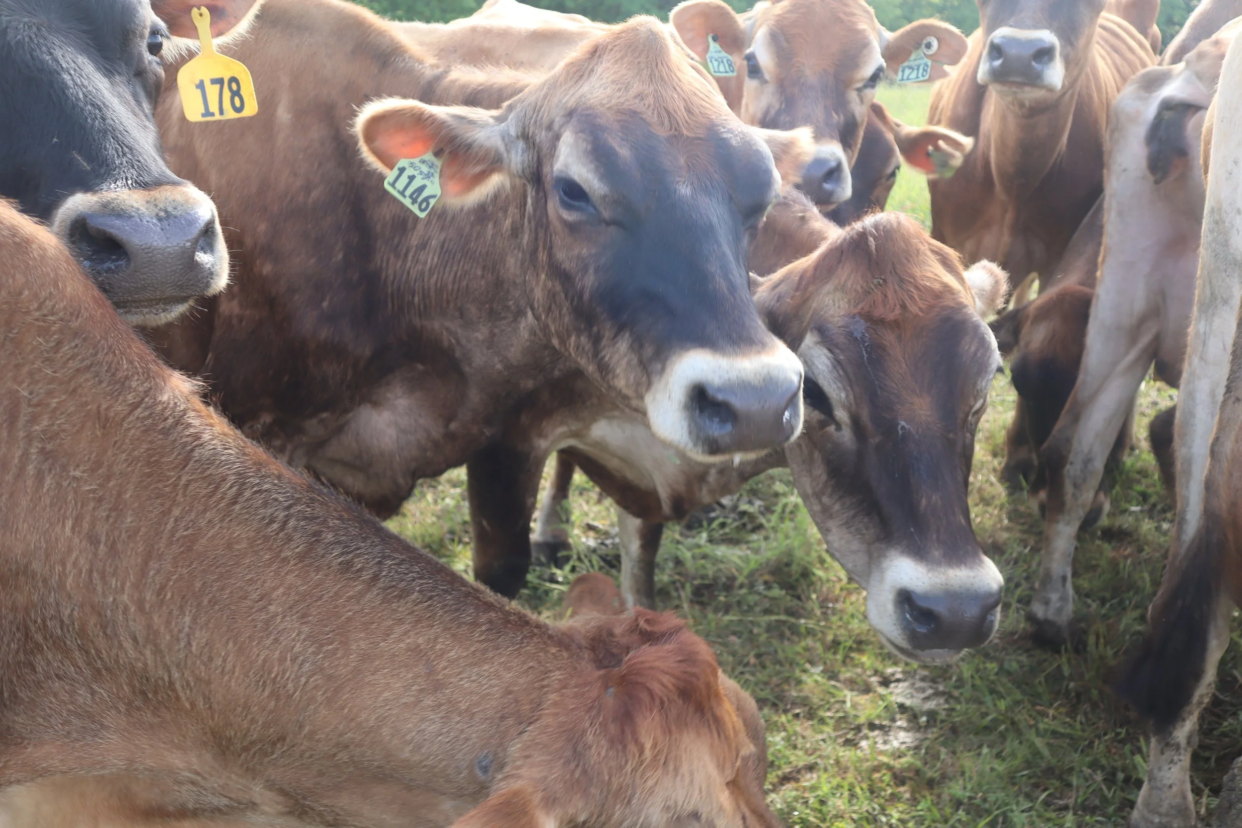 Is There Raw Milk in Georgetown, KY? Here's What Local Families Need to Know