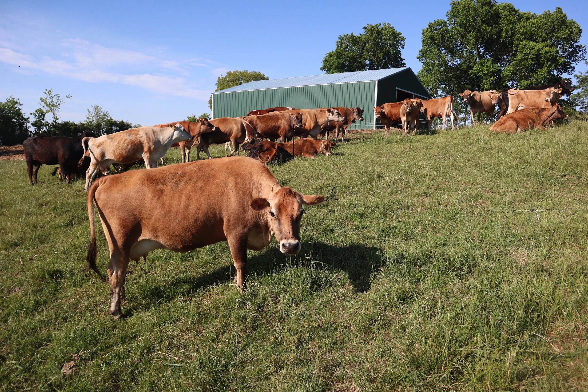 Is Your Herdshare Ready to Grow?
