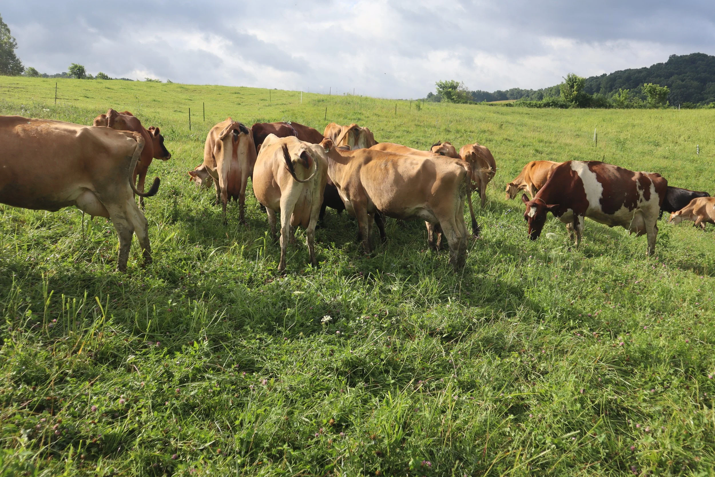 What to Know Before Starting a Small Dairy